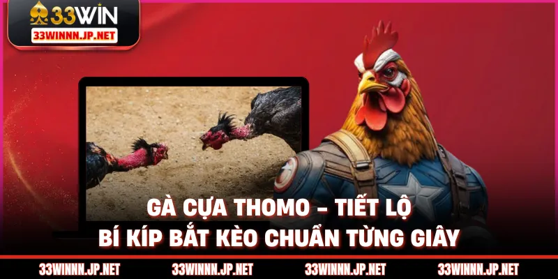 Gà Cựa Thomo - Tiết Lộ Bí Kíp Bắt Kèo Chuẩn Từng Giây